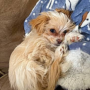 Biscuit is registered to the contest to win money with this photo: dog, puppy, small_dog, fluffy, cream_colored, tan, sleepy, lying_down, raised_paw, paw, long_hair, furry, pet, companion_animal, blanket, blue_blanket, sofa, couch, indoor, cozy