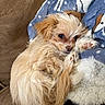dog, puppy, small_dog, fluffy, cream_colored, tan, sleepy, lying_down, raised_paw, paw, long_hair, furry, pet, companion_animal, blanket, blue_blanket, sofa, couch, indoor, cozy