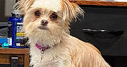 Biscuit joined the competition — help win amazing prizes! dog, small_dog, fluffy, shaggy, cream_fur, tan_fur, sitting, portrait, pet, collar, indoors, home, office, furniture, cabinet, desk, electronics, bottle, tissues, serious_expression