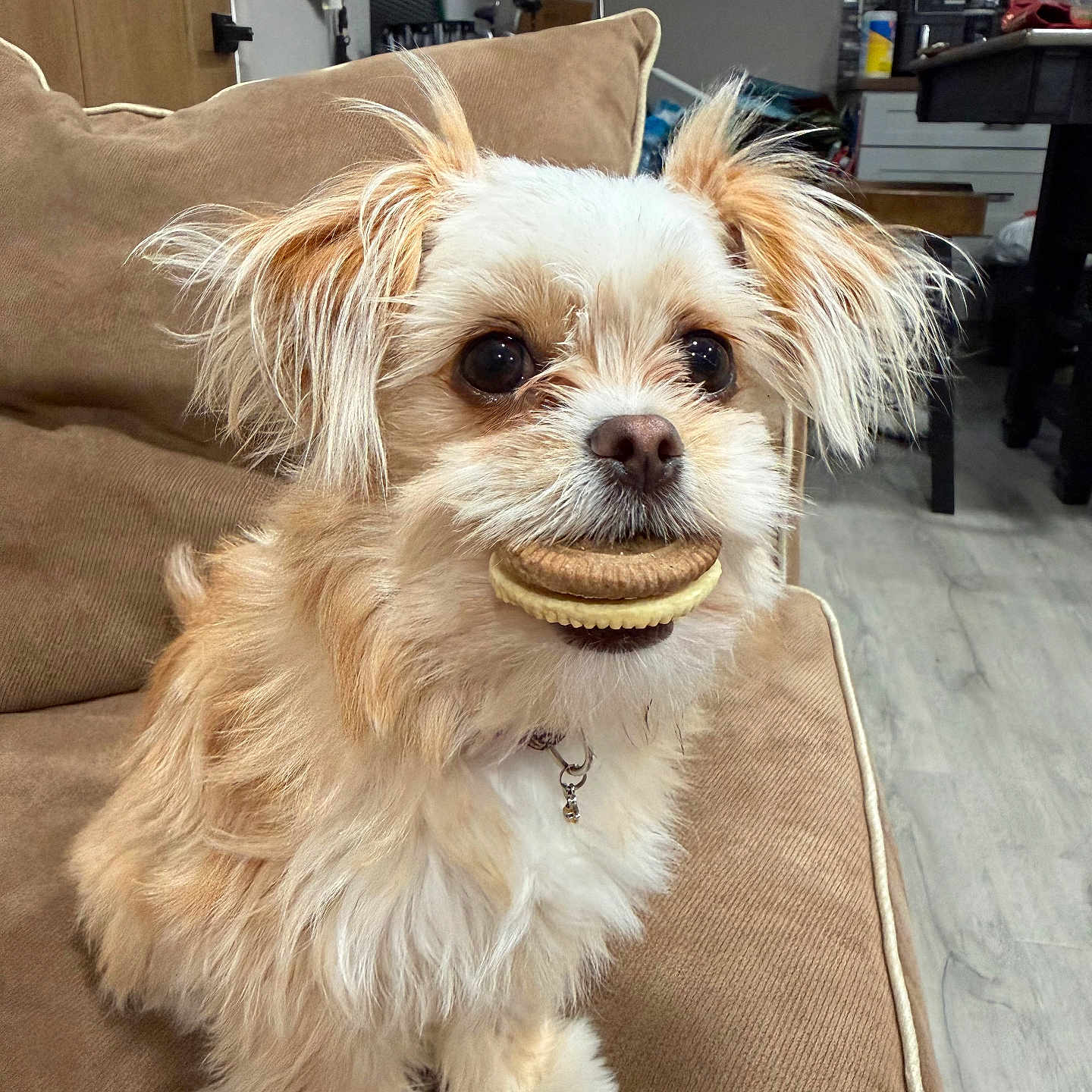 Biscuit