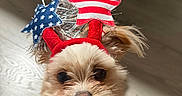 Biscuit is registered to the contest to win money with this photo: american_flag, chair, close_up, costume, dog, fluffy, headband, indoors, patriotic, pet, portrait, red_white_blue, small_dog, sparkly, stars, stripes, sunlight, tail, tan_fur, wood_floor