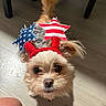 Biscuit is registered to the contest to win money with this photo: dog, small_dog, fluffy, tan_fur, portrait, costume, patriotic, american_flag, stars, stripes, red_white_blue, sparkly, headband, tail, indoors, wood_floor, sunlight, chair, pet, close_up