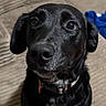 dog, black_dog, pet, indoor, couch, furniture, collar, canine, looking_up, ears, fur, animal, domestic_animal, sitting, portrait, cute, companion, waiting, brown_couch, home