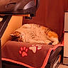 Jeepsy participe au concours pour gagner de l'argent avec cette photo : belly_up, blanket, books, cat, chair, checkered_pattern, cozy, cushion, exercise_equipment, fluffy, home, indoors, office, orange_cat, paw_print, relaxed, sleeping, stereo, warm_lighting, white_cat