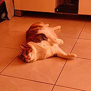 Jeepsy participe au concours pour gagner de l'argent avec cette photo : animal, cabinet, cat, cute, electronic_device, fluffy, furniture, home, indoor, living_room, lying_down, orange_white, pet, relaxed, resting, sleeping, tabby, television, tile_floor, warm_lighting