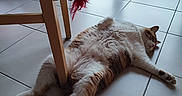 Jeepsy participe au concours pour gagner de l'argent avec cette photo : animal, brown_fur, cat, chair, face, feather_toy, fluffy_cat, indoor, lying_down, paws, pet, relaxed, sleeping, sprawled, sunlight, tabby, tile_floor, toy, whiskers, white_fur