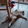 animal, brown_fur, cat, chair, face, feather_toy, fluffy_cat, indoor, lying_down, paws, pet, relaxed, sleeping, sprawled, sunlight, tabby, tile_floor, toy, whiskers, white_fur
