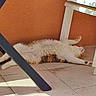 Jeepsy a rejoint le concours — aidez-le/la à gagner de superbes lots ! animal, cat, chair, cream_colored, fluffy, furniture, outdoor, patio, paws, photography, relaxed, resting, shadows, sleeping, stretched_out, sunlight, tail, terrace, tile_floor, whiskers