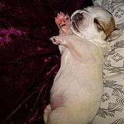 Sophie joined the competition — help win amazing prizes! puppy, sleeping, animal, pet, dog, cute, fur, paw, pink_paw_pads, blanket, pillow, resting, cozy, indoor, young, adorable, snout, ears, white, brown_spot