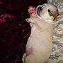 puppy, sleeping, animal, pet, dog, cute, fur, paw, pink_paw_pads, blanket, pillow, resting, cozy, indoor, young, adorable, snout, ears, white, brown_spot