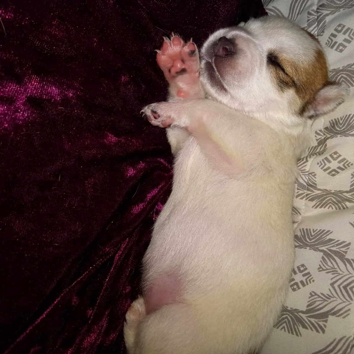 Sophie