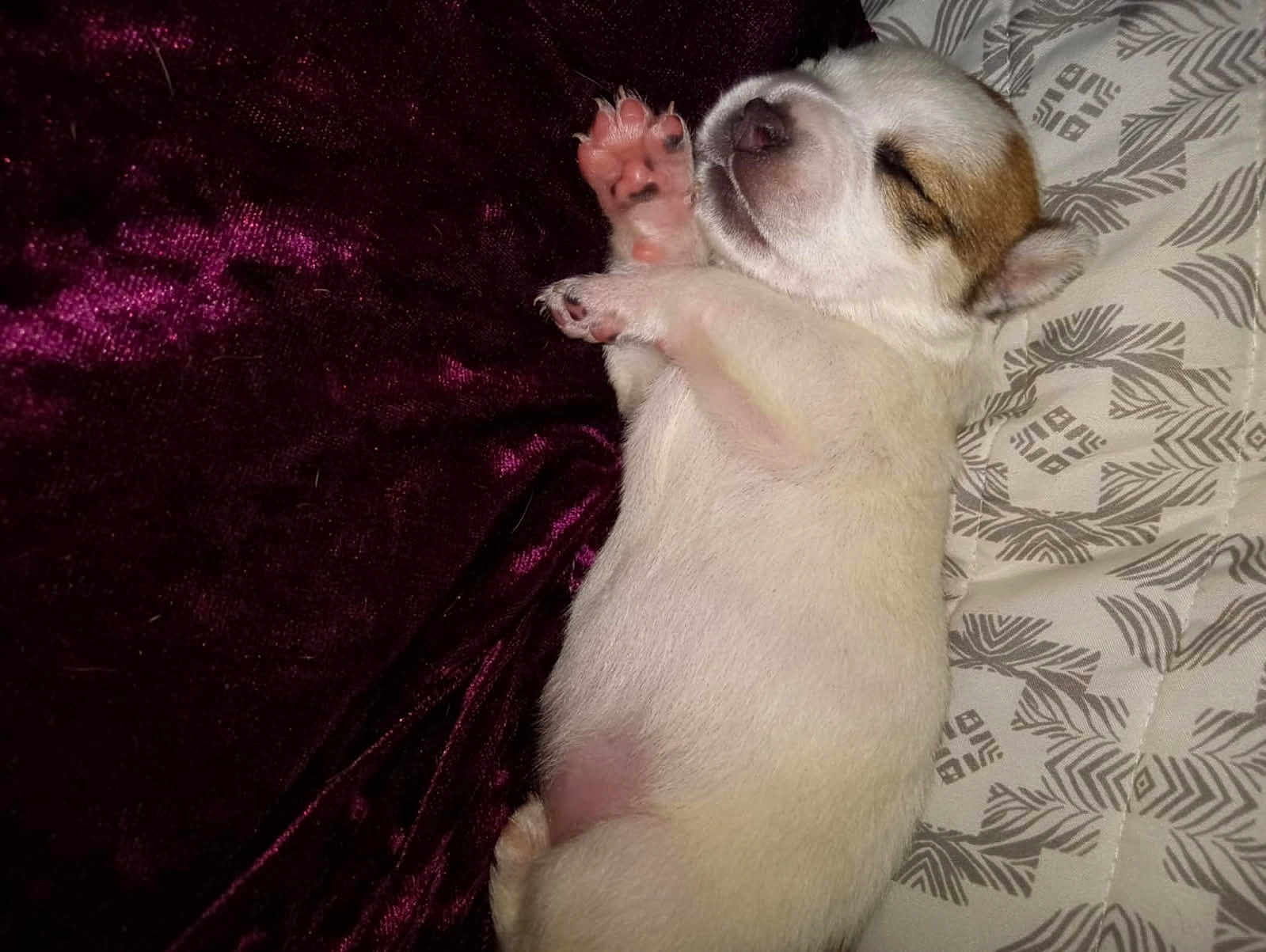 Sophie