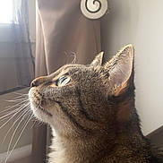 Nala a rejoint le concours — aidez-le/la à gagner de superbes lots ! cat, tabby, whiskers, profile, curious, window, curtain, indoor, pet, feline, fur, side_view, domestic_animal, looking_up, soft_light, close_up, ears, animal_portrait, natural_light, cozy