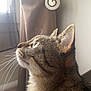 cat, tabby, whiskers, profile, curious, window, curtain, indoor, pet, feline, fur, side_view, domestic_animal, looking_up, soft_light, close_up, ears, animal_portrait, natural_light, cozy