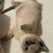 Milo participe au concours pour gagner de l'argent avec cette photo : cat, kitten, upside_down, lying_down, belly_up, blue_eyes, wide_eyed, fur, whiskers, ears, paws, tail, indoor, floor, pet, portrait, playful, funny, relaxed, animal