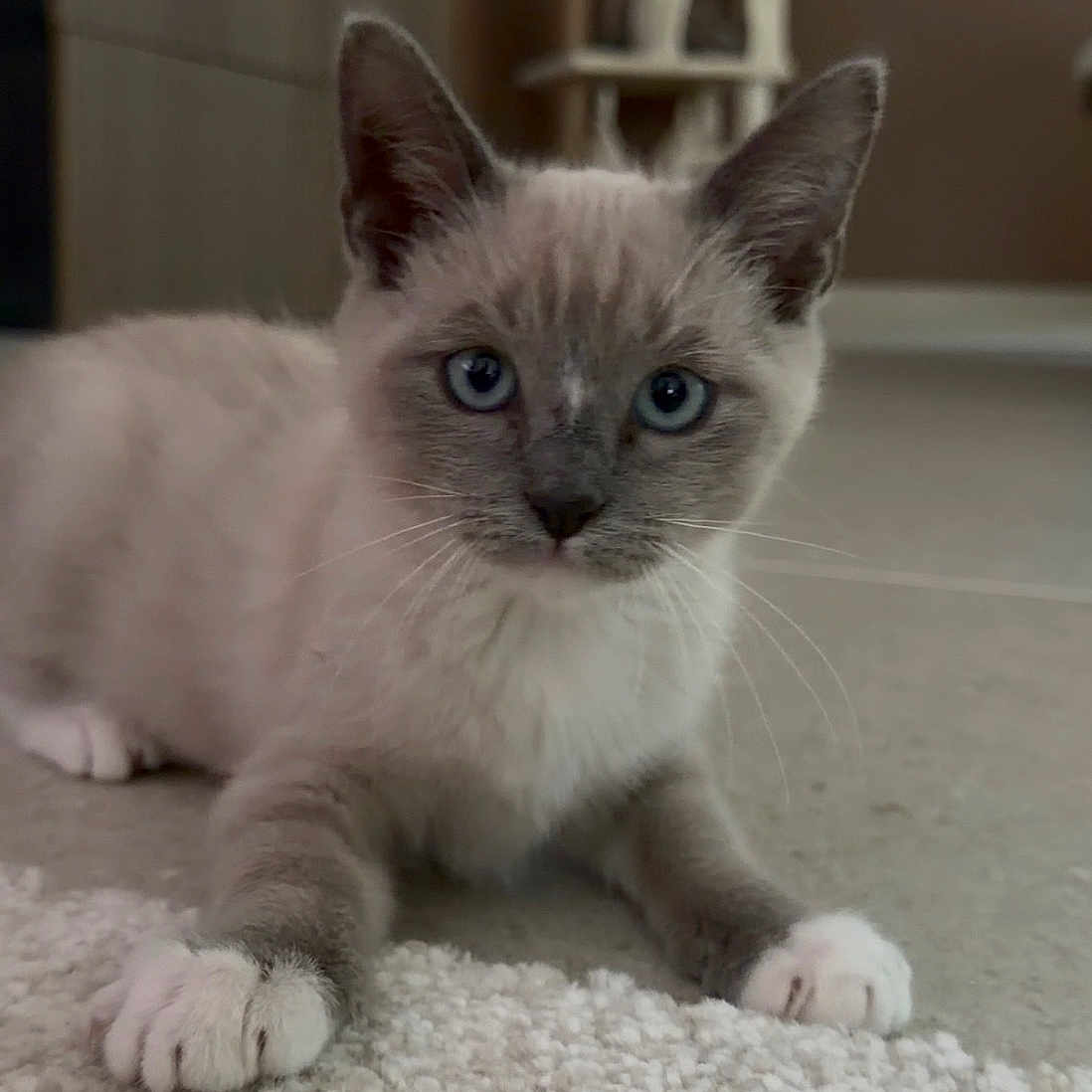 Milo