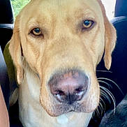 Charlie is registered to the contest to win money with this photo: animal, canine, close_up, companion, dog, domestic_animal, ears, eyes, fur, inside_car, labrador_retriever, looking_at_camera, nose, pet, portrait, seat, travel, vehicle_interior, whiskers, window