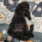 Onyx participe au concours pour gagner de l'argent avec cette photo : kitten, black_cat, sleeping, bedspread, floral_pattern, pet, fur, cute, resting, animal, indoor, cozy, paw, tail, young, mammal, soft, relaxation, domestic_cat, lying_down