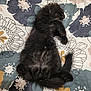 kitten, black_cat, sleeping, bedspread, floral_pattern, pet, fur, cute, resting, animal, indoor, cozy, paw, tail, young, mammal, soft, relaxation, domestic_cat, lying_down