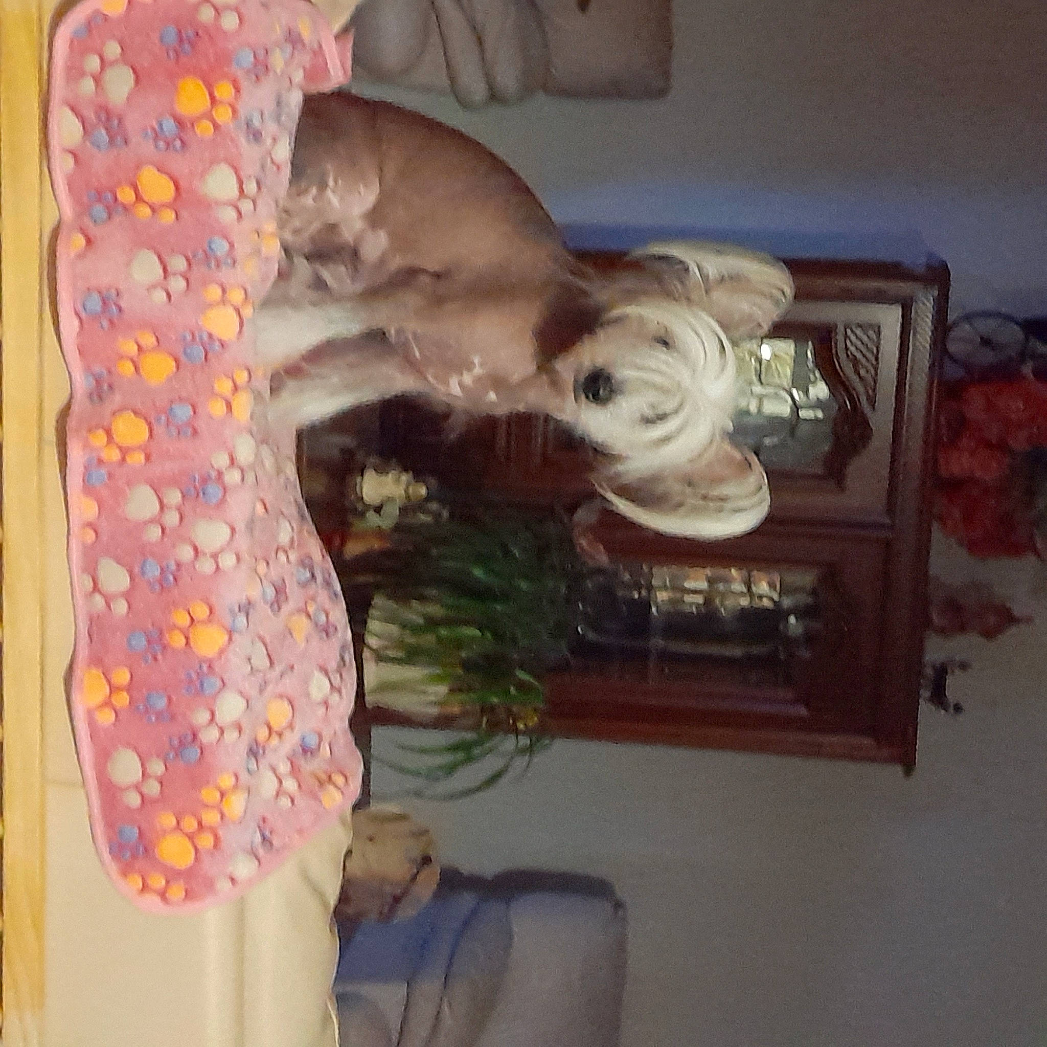 Rosita a rejoint le concours — aidez-le/la à gagner de superbes lots ! art, canidae, companion_dog, fawn, linens, pattern, picture_frame, plant, room, sporting_group, tail, toy, visual_arts, wood