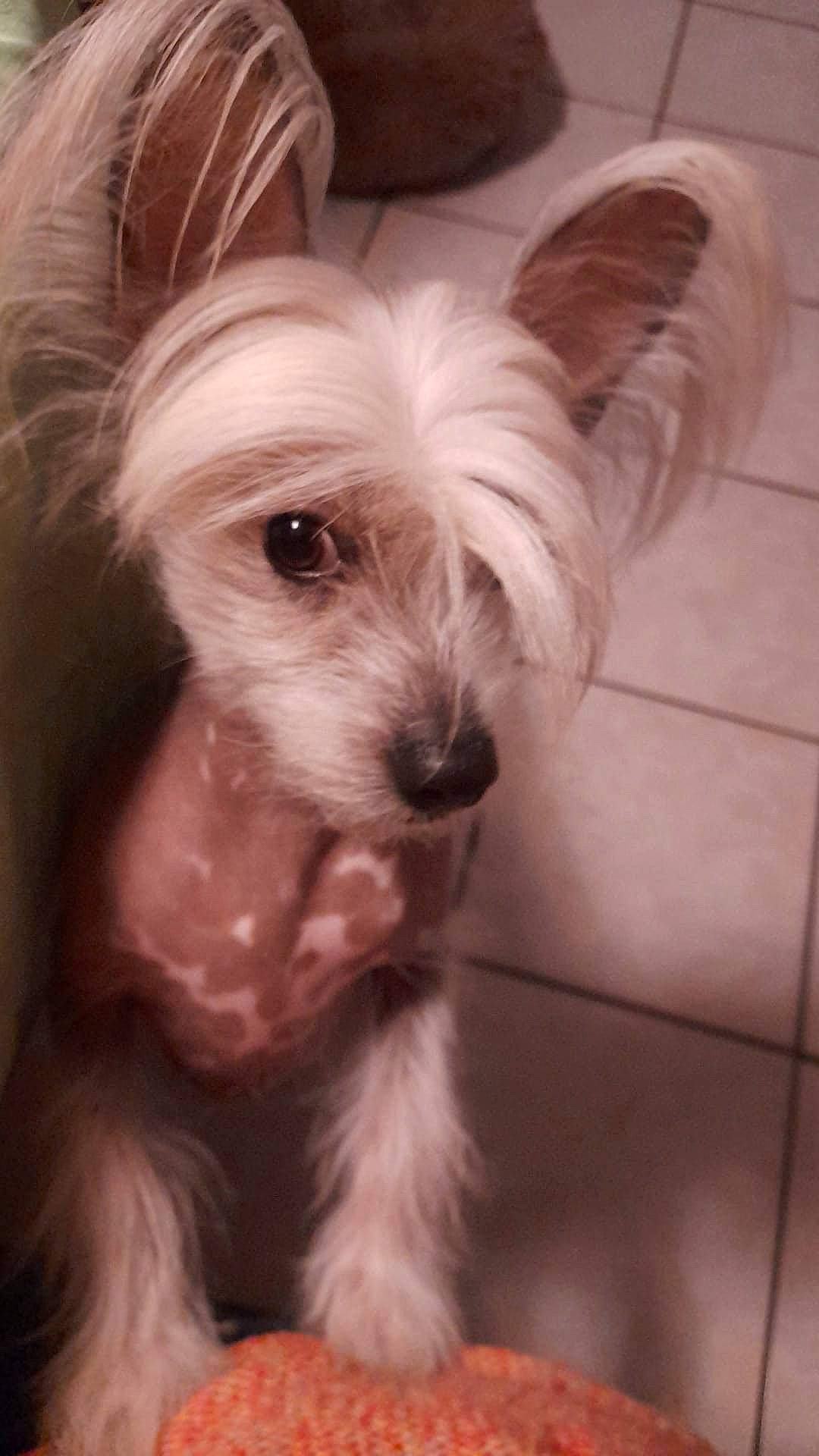 Rosita participe au concours pour gagner de l'argent avec cette photo : biewer_terrier, canidae, carnivore, companion_dog, dog, dog_breed, dog_supply, ear, fur, liver, maltepoo, non_sporting_group, puppy, small_terrier, sporting_group, terrier, toy_dog, working_animal