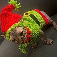 Pharaoh joined the competition — help win amazing prizes! sphynx_cat, cat, hairless_cat, knitted_clothing, elf_hat, red, green, pet, animal, indoor, costume, cute, festive, holiday, funny, wrinkled_skin, looking, standing, domestic_cat, portrait