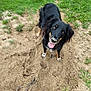 Rusty participe au concours pour gagner de l'argent avec cette photo : animal, black_fur, canine, collar, daylight, dirt, dog, fur, grass, happy, looking_up, muddy_nose, nature, outdoor, paw, pet, playful, summer, tan_fur, tongue_out