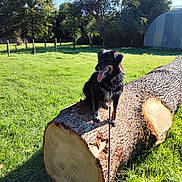 Rusty a rejoint le concours — aidez-le/la à gagner de superbes lots ! animal, bark, black_dog, daytime, dog, farm, field, fur, grass, leash, nature, outdoor, pet, rural, shed, sunny, tongue_out, tree_log, trees, wood