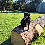 animal, bark, black_dog, daytime, dog, farm, field, fur, grass, leash, nature, outdoor, pet, rural, shed, sunny, tongue_out, tree_log, trees, wood