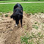 animal, black_dog, canine, daylight, digging, dog, field, grass, greenery, ground, harness, leaves, nature, outdoor, park, picnic_table, playful, sand, trees, trunk
