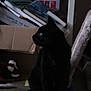 black_cat, cat, indoor, dim_lighting, cat_tree, cardboard_box, toys, pet, feline, green_eyes, quiet, shadow, side_view, domestic_cat, animal, household, soft_texture, curious, looking_away, furniture