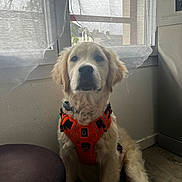 Clifford participe au concours pour gagner de l'argent avec cette photo : dog, puppy, golden_retriever, orange_harness, indoor, window, curtains, natural_light, floor, wall, pet, sitting, fur, animal, domestic, portrait, cute, young, canine, looking