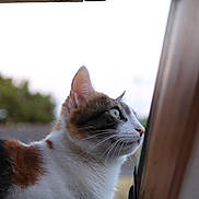 Wendy participe au concours pour gagner de l'argent avec cette photo : cat, calico, window, animal, pet, side_view, fur, whiskers, outdoor, nature, curious, green_eyes, closeup, mammal, domestic_animal, looking, profile, daylight, wood, background_blur