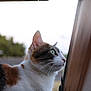 cat, calico, window, animal, pet, side_view, fur, whiskers, outdoor, nature, curious, green_eyes, closeup, mammal, domestic_animal, looking, profile, daylight, wood, background_blur