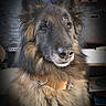 alert, animal, black, brown, canine, closeup, collar, dog, ears, face, fluffy, fur, furniture, household, indoor, looking, muzzle, pet, portrait, sitting