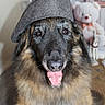 animal, background, black_fur, brown_fur, canine, cozy, decor, dog, ears, fur, happy, hat, indoors, muzzle, pet, portrait, smiling, stuffed_toy, teddy_bear, tongue
