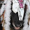 Loucky participe au concours pour gagner de l'argent avec cette photo : animal, art, black, brown, closeup, costume, creative, decorated, dog, expression, face, feathers, headwear, indoor, mask, mouth, portrait, skull, teeth, white