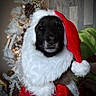 animal, beard, black_face, celebration, christmas_costume, christmas_tree, cute, decorations, dog, festive, furry, holiday, indoor, lights, pet, pinecones, portrait, red_cloth, santa_hat, seasonal