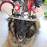 animal, black, brown, closeup, costume, cute, decorative, dog, feathers, floor, flowers, funny, german_shepherd, hat, indoor, long_hair, pet, portrait, skull, smiling
