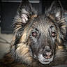 animal, black, brown, canine, closeup, cute, dog, domestic, ears, eyes, face, fluffy, fur, furry, indoor, looking, muzzle, pet, portrait, snout