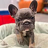 Kayne joined the competition — help win amazing prizes! french_bulldog, puppy, dog, pet, animal, close_up, indoor, cute, adorable, blurred_background, bed, soft, fur, ears, snout, black_nose, young, small, curious, portrait