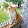 bush, calm, cat, curtain, daylight, domestic_animal, feline, grass, greenery, house, indoor, orange_cat, outdoor, pet, quiet, sitting, street, white_cat, window, windowsill