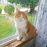 bush, calm, cat, curtain, daylight, domestic_animal, feline, grass, greenery, house, indoor, orange_cat, outdoor, pet, quiet, sitting, street, white_cat, window, windowsill