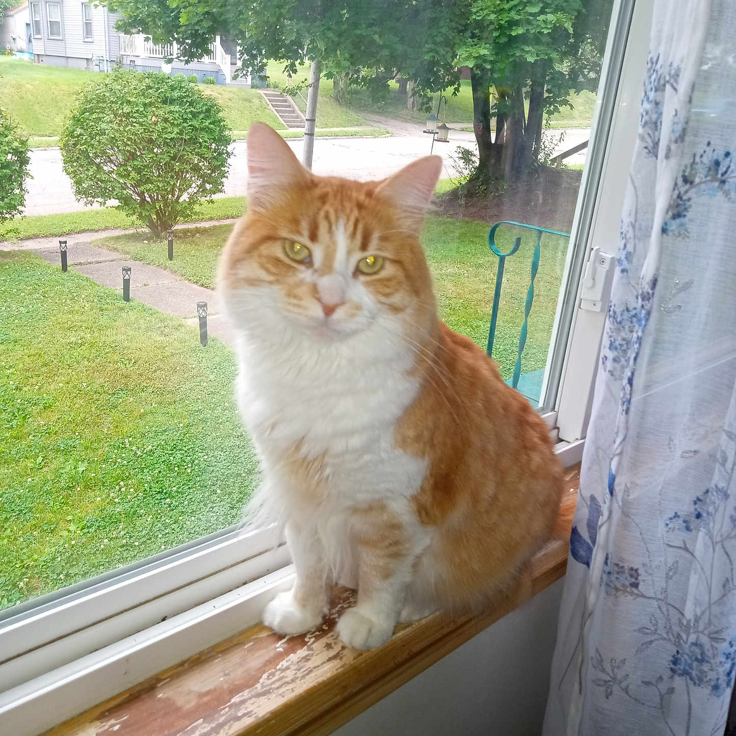 Jackie David joined the competition — help win amazing prizes! bush, calm, cat, curtain, daylight, domestic_animal, feline, grass, greenery, house, indoor, orange_cat, outdoor, pet, quiet, sitting, street, white_cat, window, windowsill