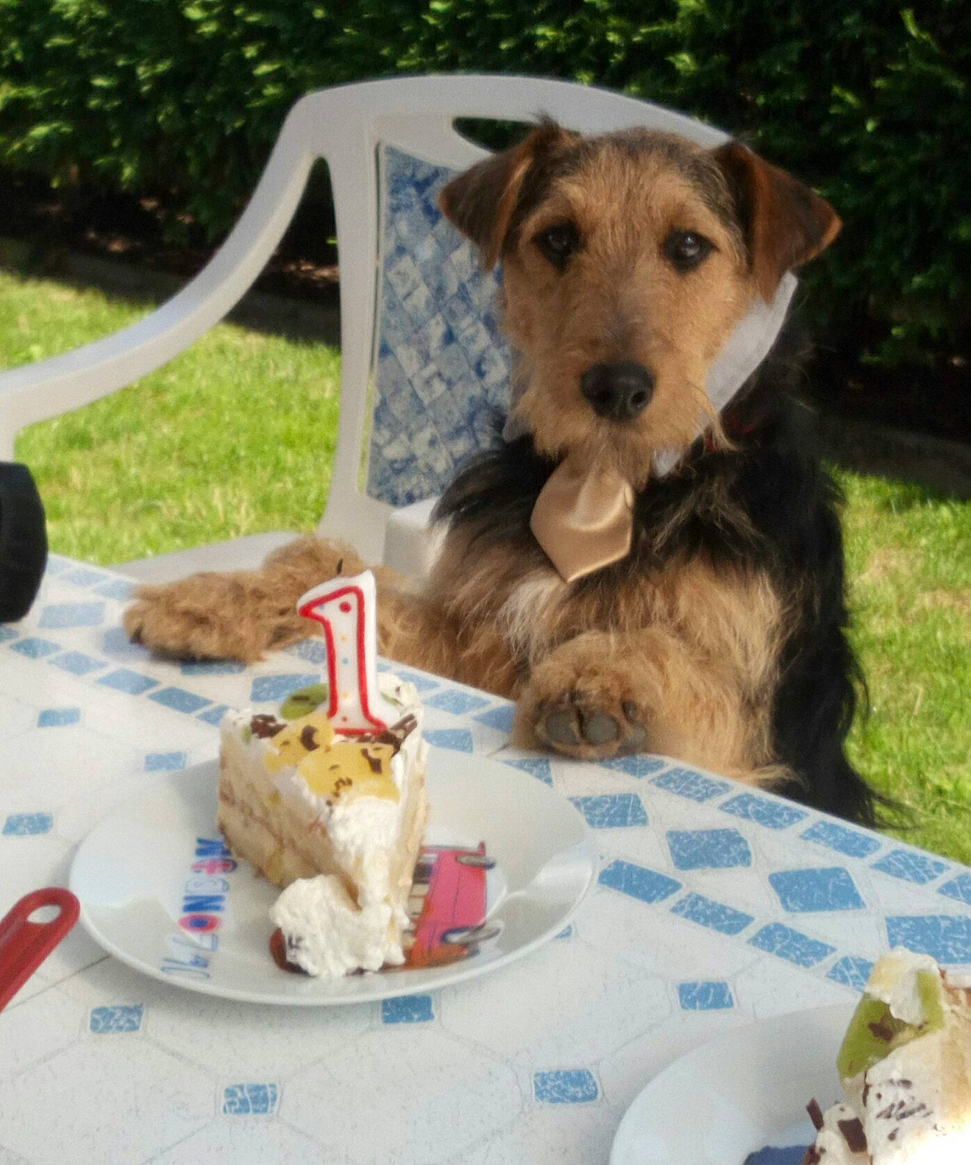 Milou participe au concours pour gagner de l'argent avec cette photo : companion_dog, dog, dog_breed, dog_like_mammal, norfolk_terrier, person, snout, terrier