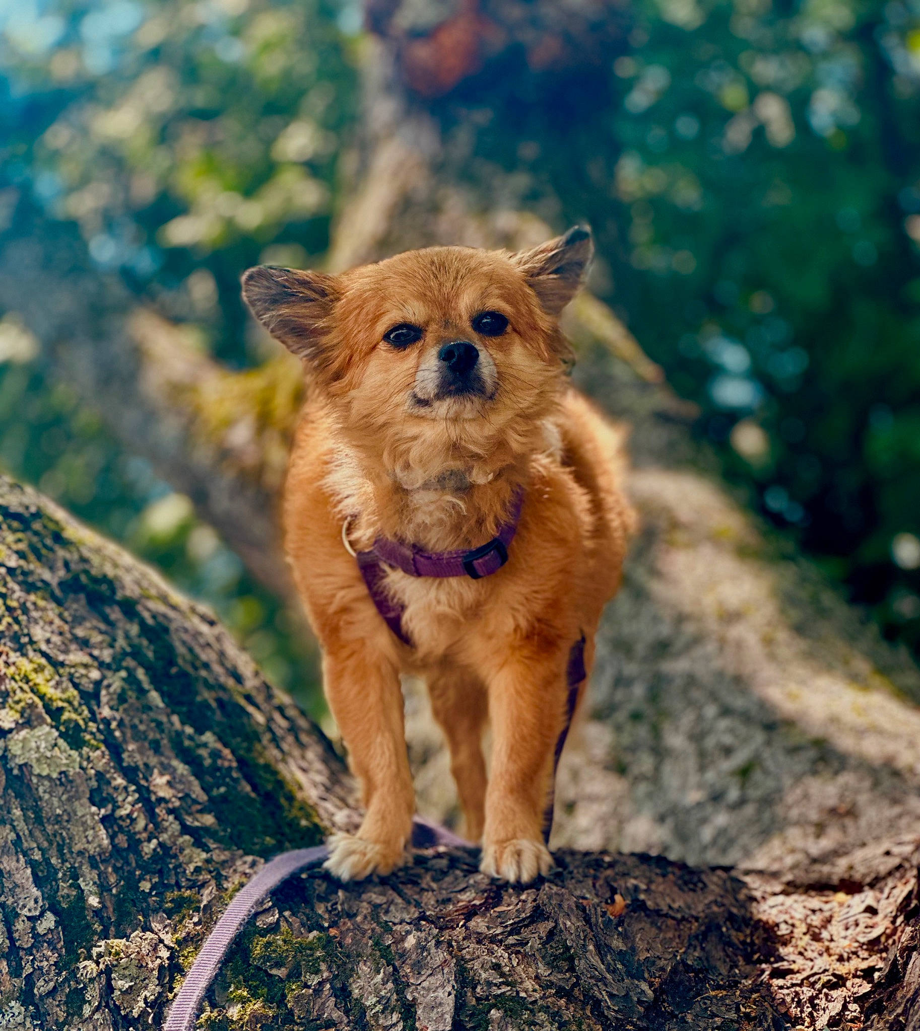 Olivia joined the competition — help win amazing prizes! canidae, carnivore, companion_dog, dog, dog_breed, fawn, fur, landscape, liver, rock, snout, soil, sporting_group, tail, terrestrial_animal, whiskers, wildlife, wood, working_animal
