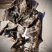 Rocky Daryl joined the competition — help win amazing prizes! dog, brindle, pet, outdoor, couch, sunlight, relaxing, animal, canine, fur, paw, portrait, side_view, muscular, resting, daylight, domestic_animal, companion, calm, furniture