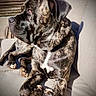 dog, brindle, pet, outdoor, couch, sunlight, relaxing, animal, canine, fur, paw, portrait, side_view, muscular, resting, daylight, domestic_animal, companion, calm, furniture