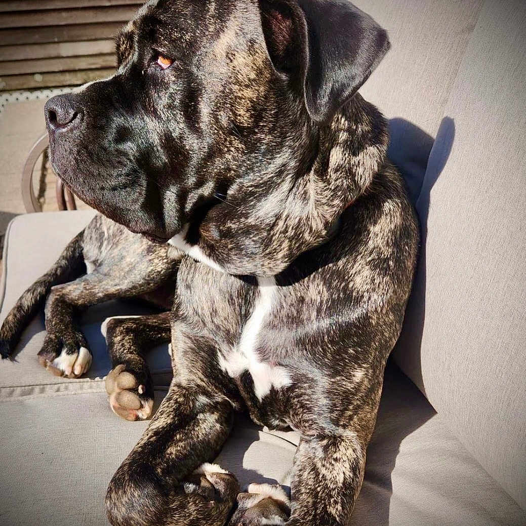 Rocky Daryl joined the competition — help win amazing prizes! dog, brindle, pet, outdoor, couch, sunlight, relaxing, animal, canine, fur, paw, portrait, side_view, muscular, resting, daylight, domestic_animal, companion, calm, furniture
