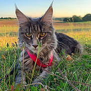 Sally a rejoint le concours — aidez-le/la à gagner de superbes lots ! cat, long_hair, harness, grass, wildflowers, field, sunset, outdoor, nature, animal, pet, closeup, fur, eyes, ears, whiskers, greenery, peaceful, countryside, mammal